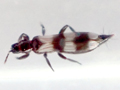 Aleothrips intermedius